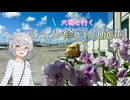 【初投稿】六花と行くマイル修行の旅【小春六花】【VOICEPEAK】