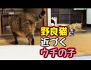 自ら行くのは珍しい…【野良猫】