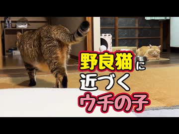 自ら行くのは珍しい…【野良猫】