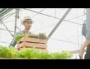 couple harvesting fresh lettuce in greenhouse