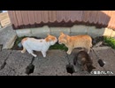 静かに闘志を燃やす癖の強い威嚇をする猫達