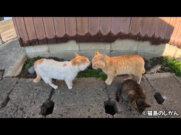 静かに闘志を燃やす癖の強い威嚇をする猫達