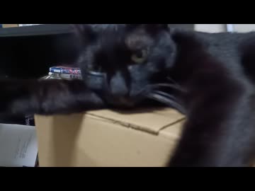 前足広げてねるこま