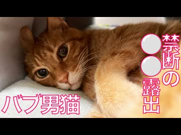 バブ男猫、禁断のミョウガ露出