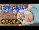 秋じゃがいもの簡単な植え方