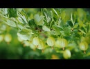juicy gooseberries on a green bush vitamins and fruits 4k video
