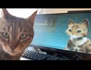 アイルーの声に反応しちゃうぬこ