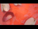 Red apple falling into red liquid. いそもりたつや