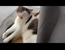 寝起きねこ