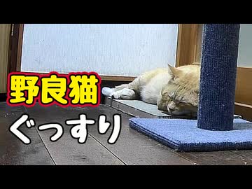 気持ちよさそうに…【野良猫】