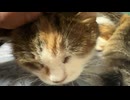 可愛い猫、なでなで