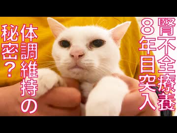 猫の腎不全療養8年目、積み重ねた命の足跡