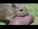 お迎え1年記念日です。