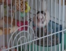 エサを食べた後ようやく出たがるジュウシマツ インコも少し映る2025年9月17日