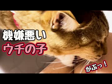 八つ当たり…とばっちり…【野良猫】