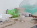 ほぼ同時に飛ぶ(51秒当たり)ジュウシマツとキンカチョウ 後半にインコの毛繕い映る2025年9月17日