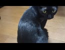 背を向けるこま