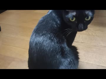背を向けるこま