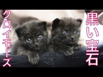 小さき黒い宝石たち、命名の儀