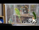 チビ太、お迎え初日（9月14日の様子）