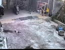 ホモと見る７つの命を持つネコ