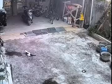 ホモと見る７つの命を持つネコ