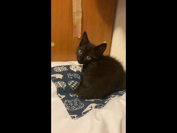 布団の上で電池が切れる黒の子猫