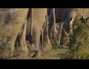 Elephant Tail Swinging