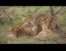 Lion Cubs Resting in Shrubland 02