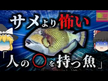 『ダイバーがサメよりも怖がる魚』貝を嚙み砕くほど強靭な顎を持つゴマモンガラ　縄張りに入ったら最後肉を喰い千切るまで襲い掛かってくる恐ろしい魚【ゆっくり解説】