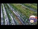 ゆっくり農民268ニンニクを育ててみませんか？#18