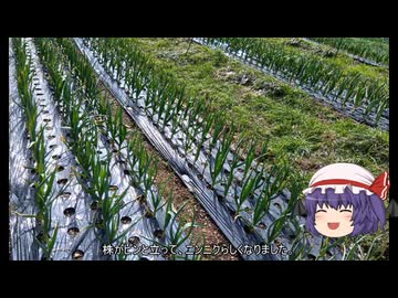 ゆっくり農民268ニンニクを育ててみませんか？#18