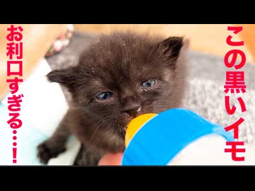 黒いイモ兄妹、デキるイモっぷりを見せつける