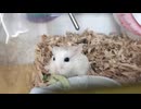 ブロッコリーを食べる3代目トマトくん