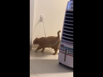 ホモと見るお腹が引っかかって動けなくなった猫