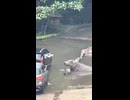 通行料を取るカバ