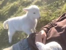 かわいいヤギ
