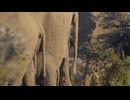 Elephant Tail Swinging