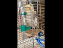 ぴっぴの秘密！