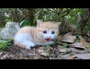 【威嚇（笑）】子猫「シャーッ！」→まったく怖くない件ｗｗｗ