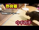 盗み食いの仕返し？ 【野良猫】