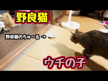 盗み食いの仕返し？ 【野良猫】