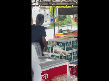 ホモと見る命と引き換えに世界を救ったネコ