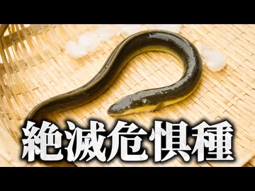 計算上、数が合わないもの【四国のピンネタ】