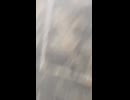 謎生物