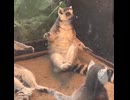驚く猿