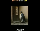 もし皇帝ペンギンが旅館に1泊したら!?歴史を知って驚愕したその理由とは…