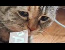 ホモと見る知らない人は怖いけどちゅーるは貰っちゃう猫