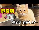 またケンカしてきた様で…【野良猫】