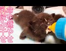 黒イモ兄妹、お姫様猫とのよもやの対面